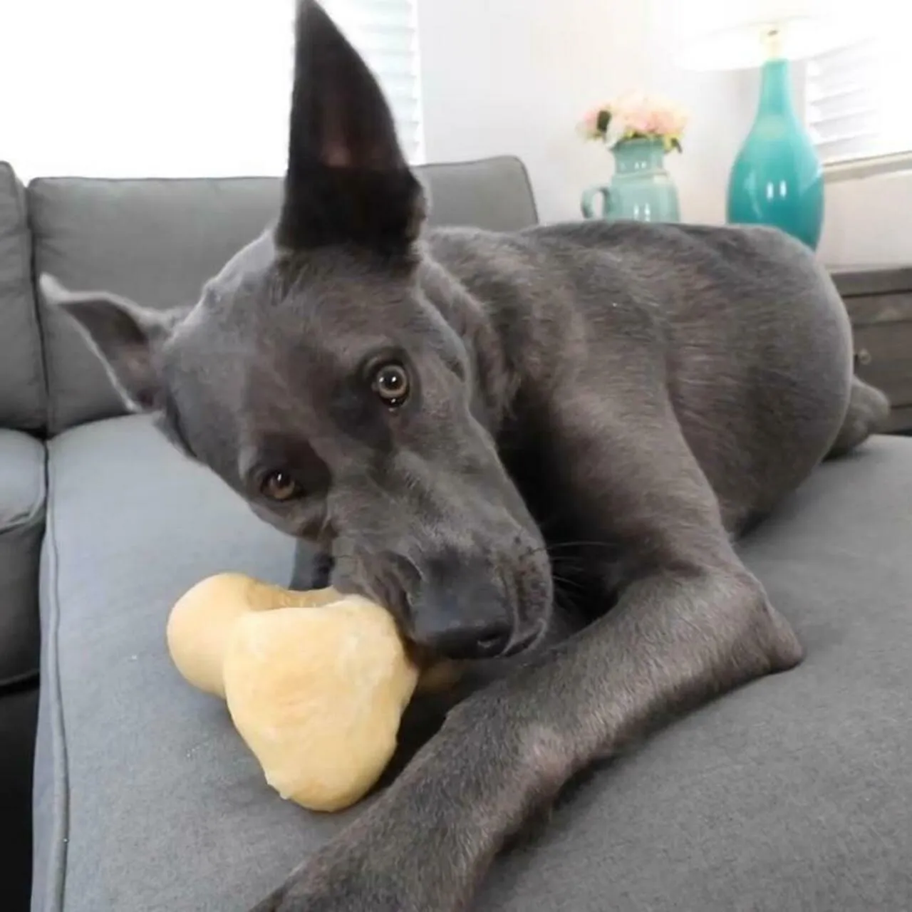 Barking Buddha White Knuckle Beef Bone For Dogs