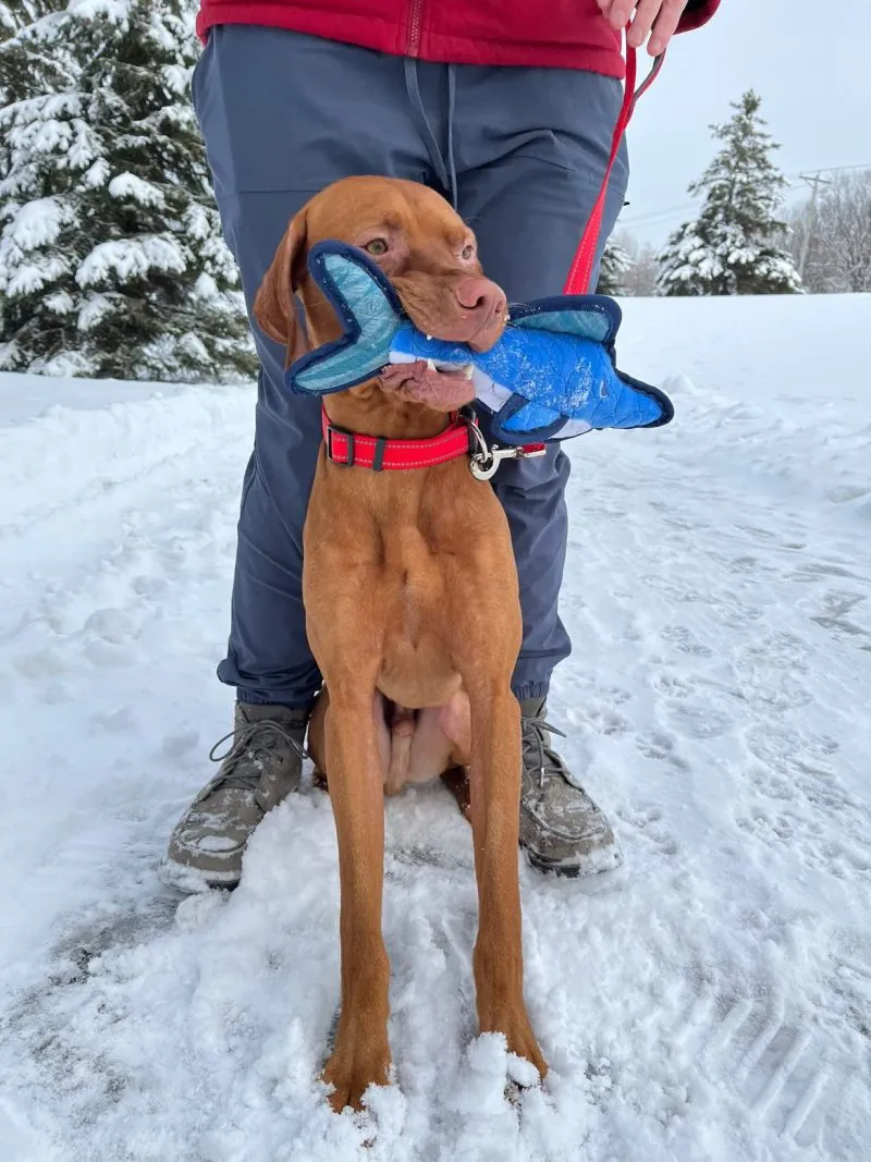 Cunning Shark Dog Toy