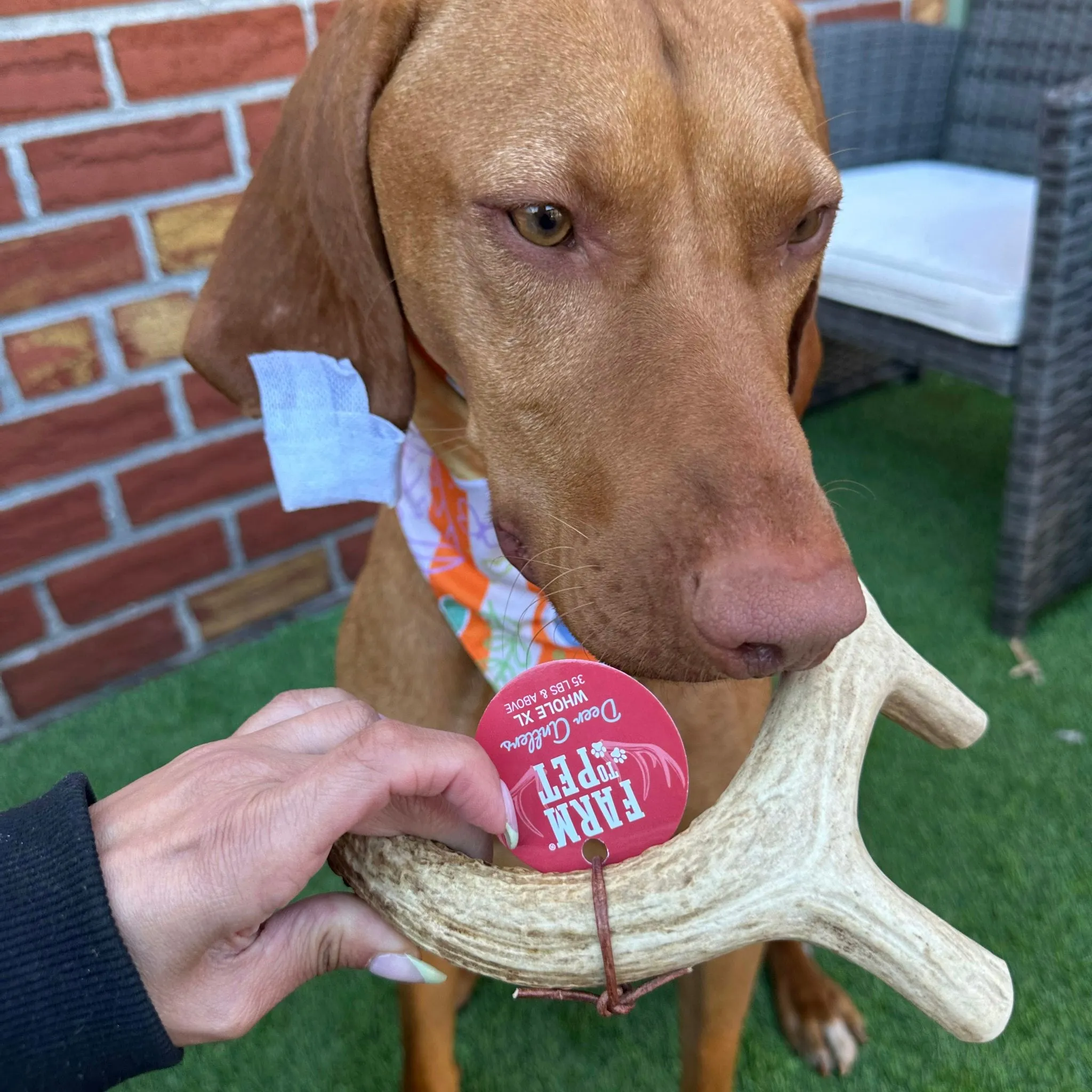 Deer Antlers for Dogs