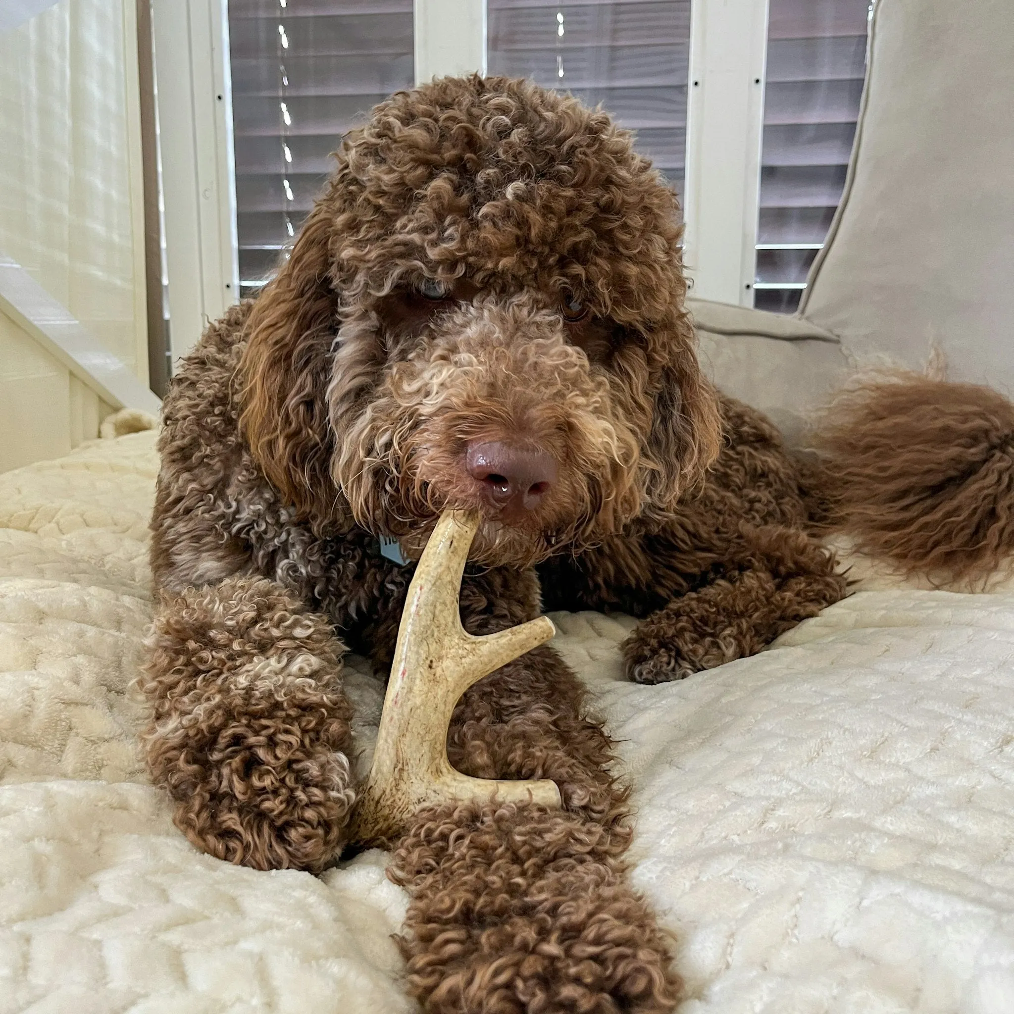 Deer Antlers for Dogs