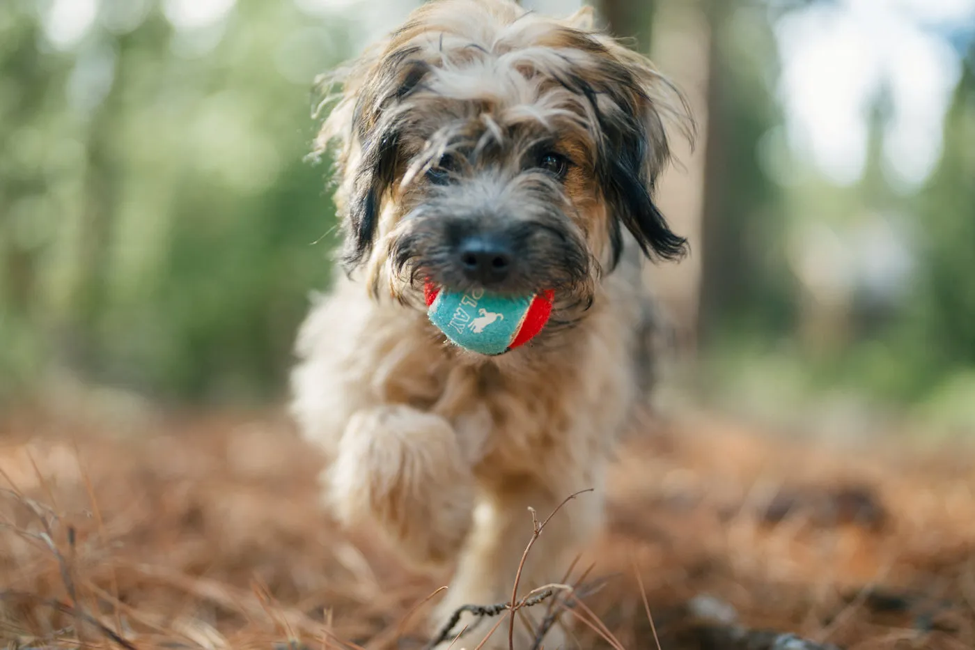 Dog Tennis Balls