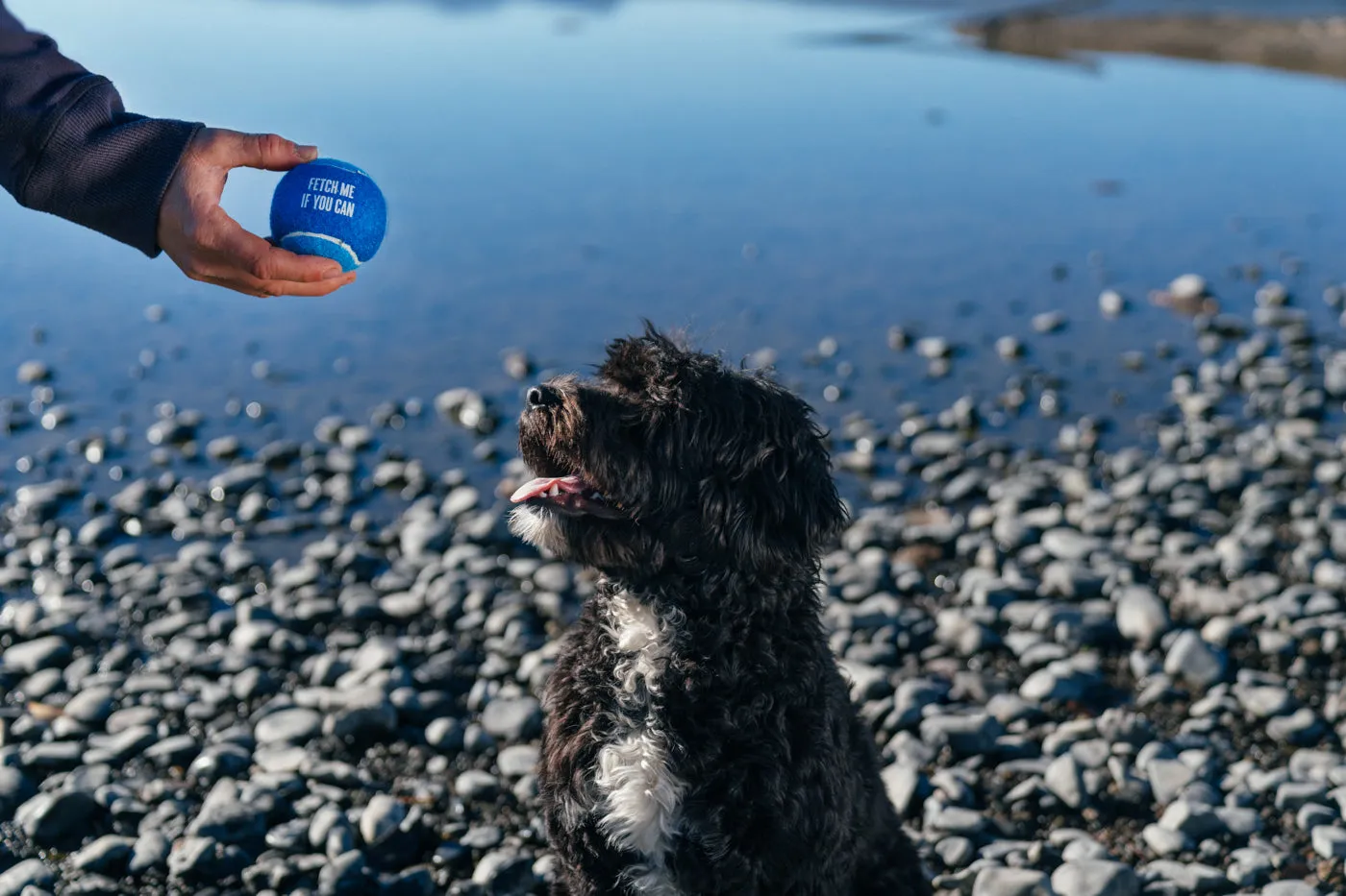 Dog Tennis Balls