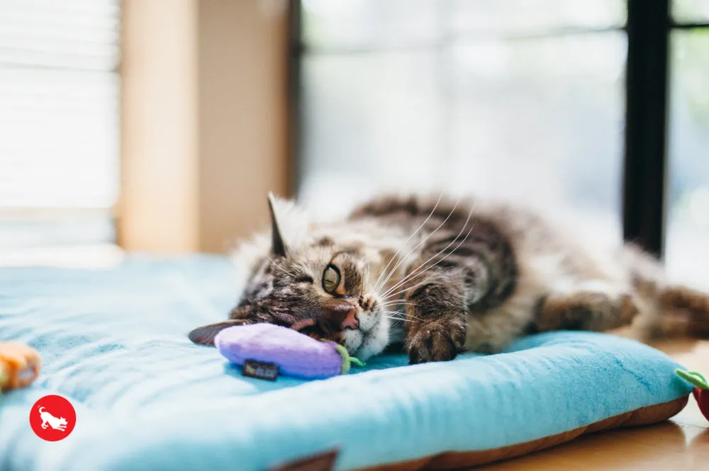 Feline Frenzy, Cat Toy set: Farm To Tabby