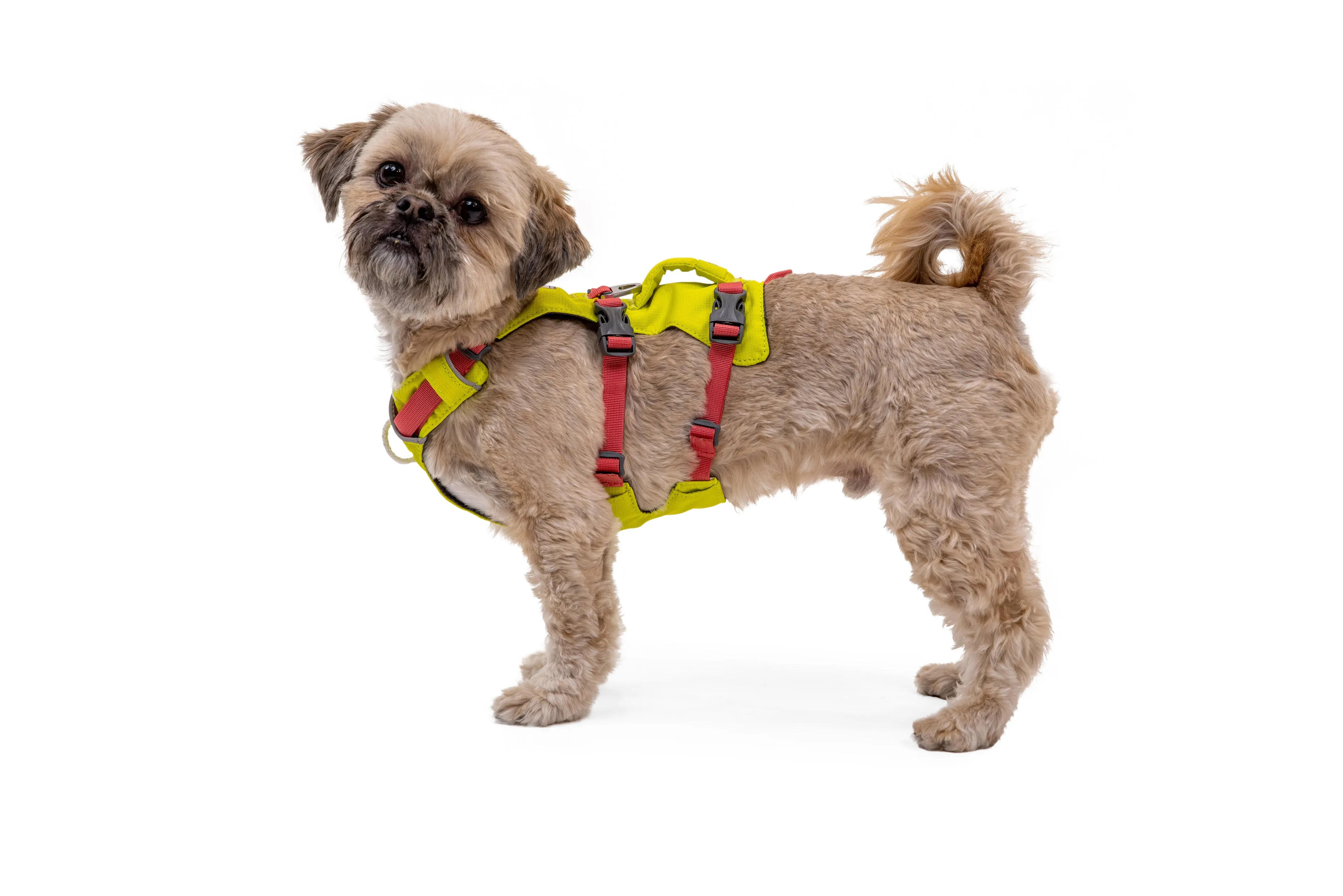 Flagline Dog Harness