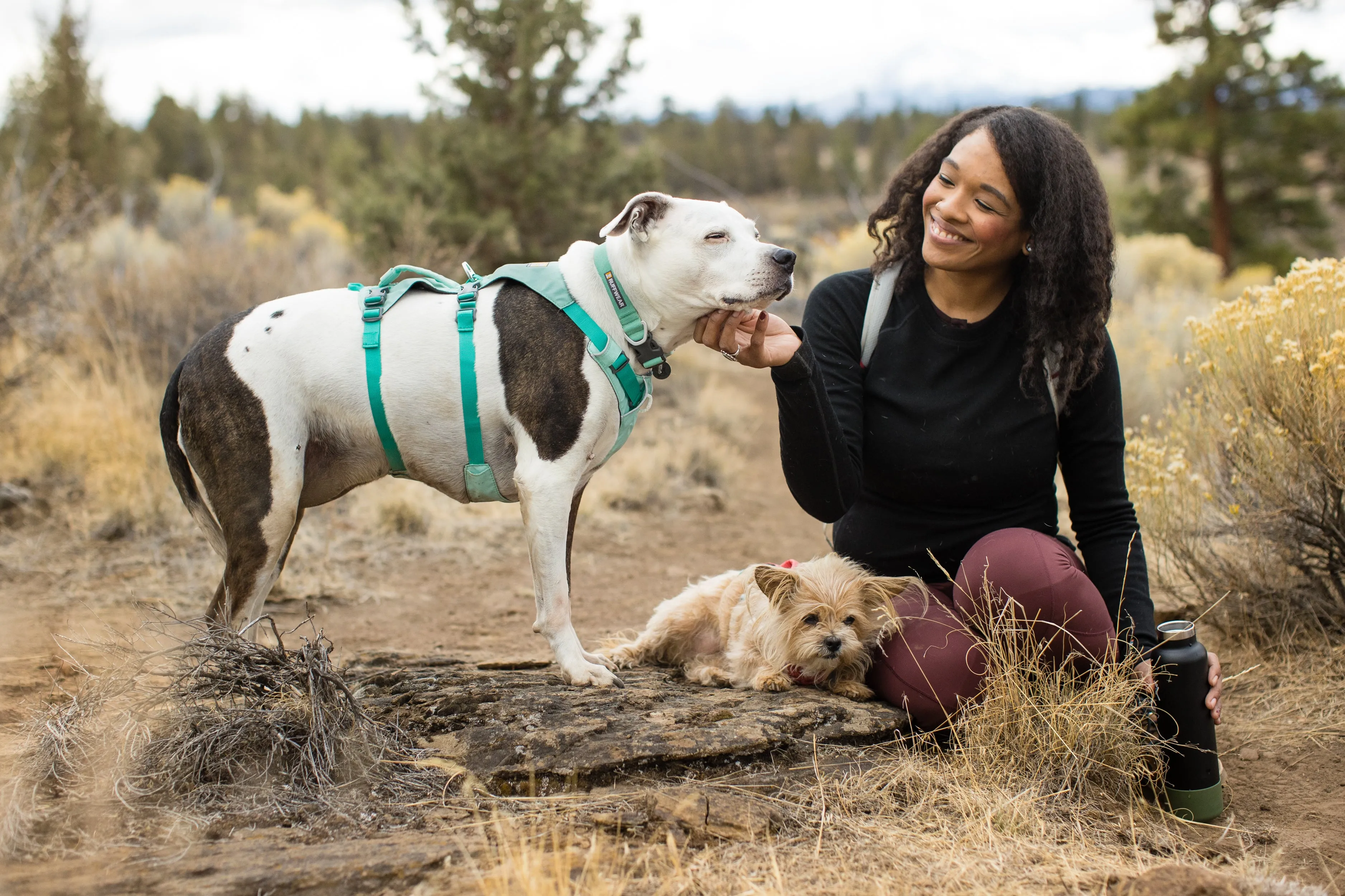 Flagline Dog Harness