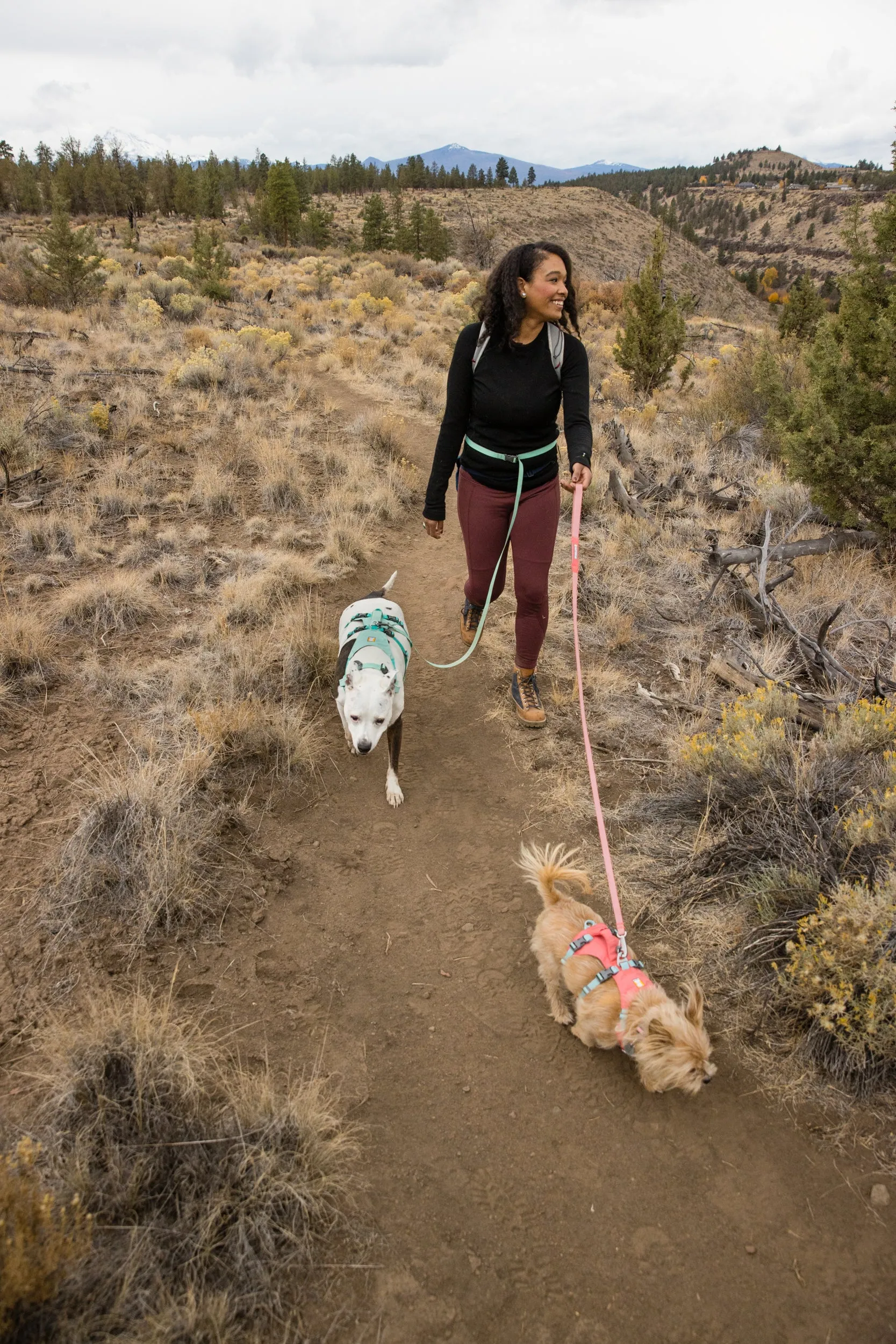 Flagline Dog Harness