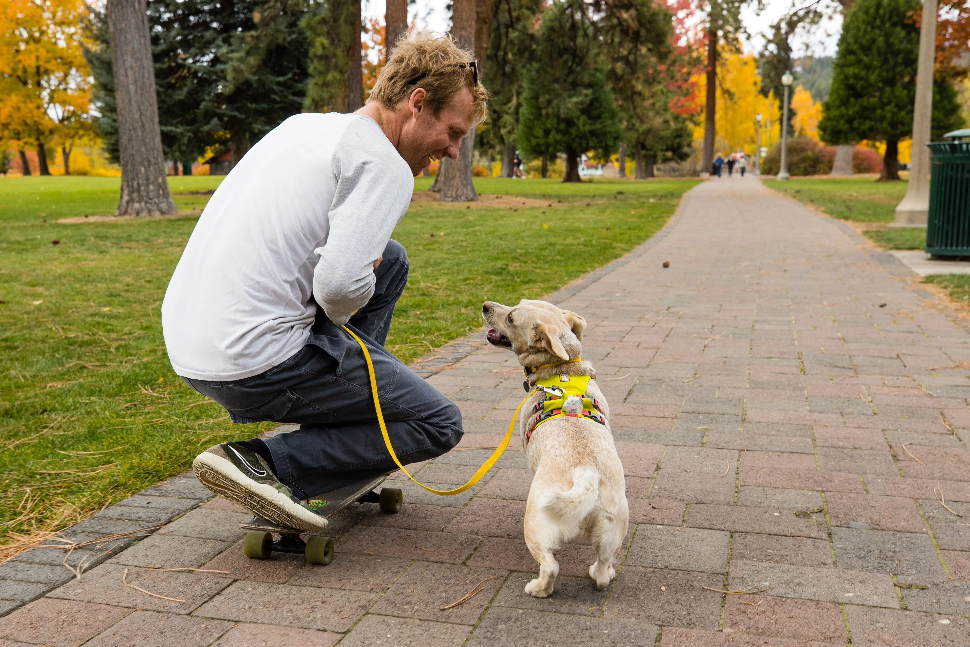 Flagline Dog Harness