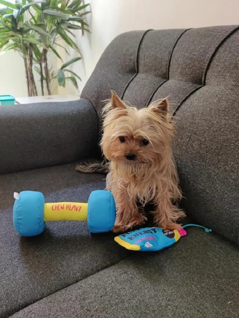 Goofy Tails Gym Series Dumbbell Plush Toy Combo  | Squeaky Toy For Dogs and Puppies